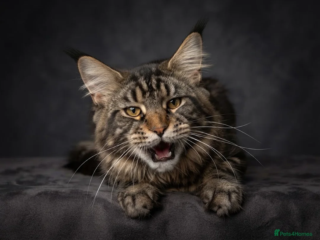 Maine Coon cats for stud: GCCF & TICA BLACK SILVER & TABBY MAINE COON STUDS - Advert 7