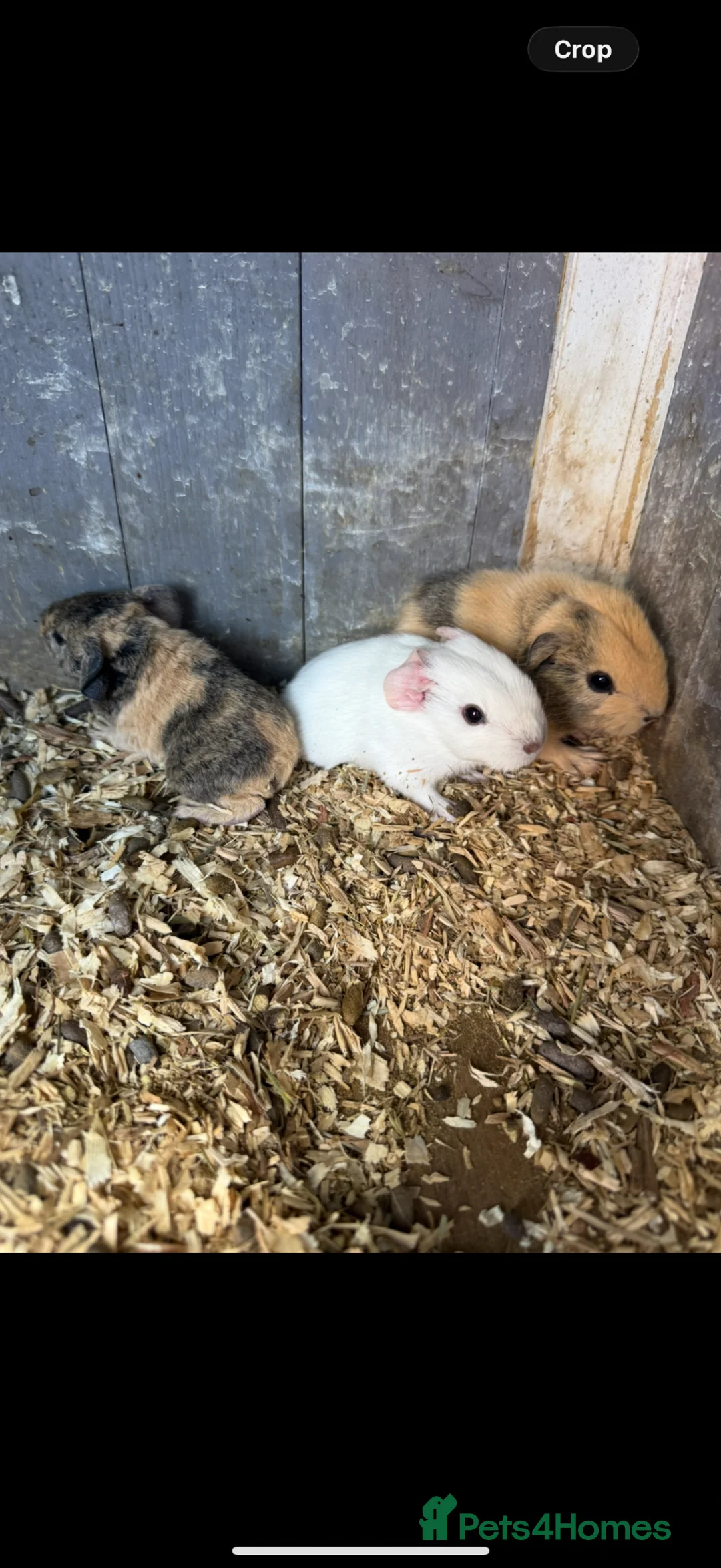 Guinea Pig rodents for sale: Baby hand tamed guinea pigs  - Advert 1