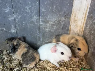 Guinea Pig rodents Baby hand tamed guinea pigs - Advert 1