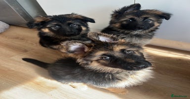 German Shepherd dogs - Advert 2