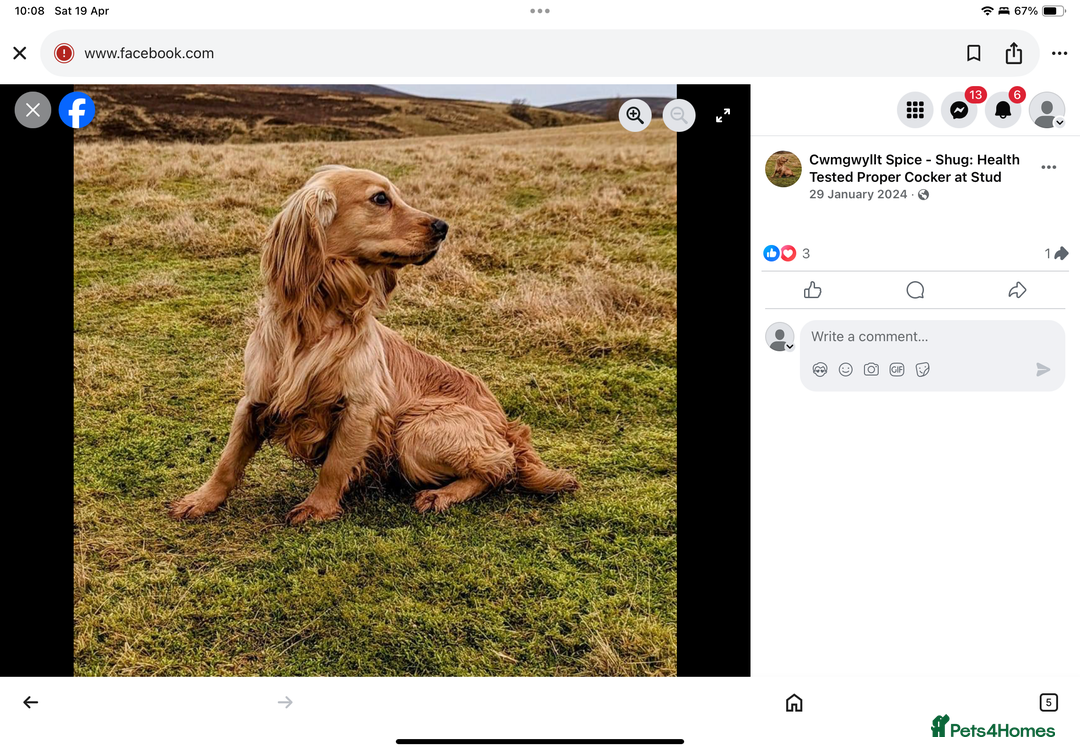 Cocker Spaniel dogs for sale: 100% proper Cocker spaniel pups for sale - Image 6