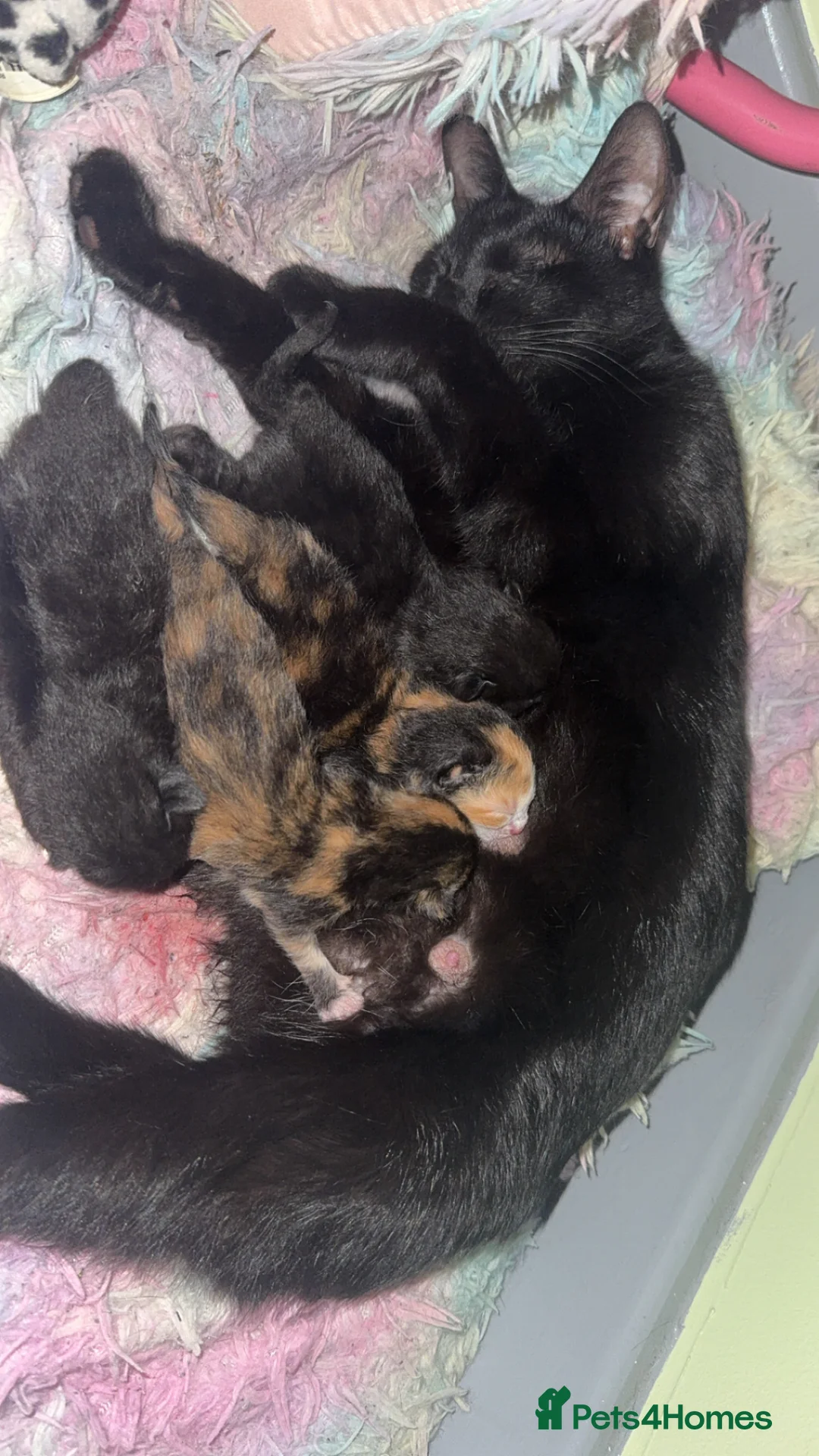 British Shorthair cats for sale: 2 gorgeous British shorthair boys available  - Advert 2