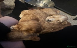 Cockapoo dogs for sale: Beautiful tiny cockapoos!  - Image 14