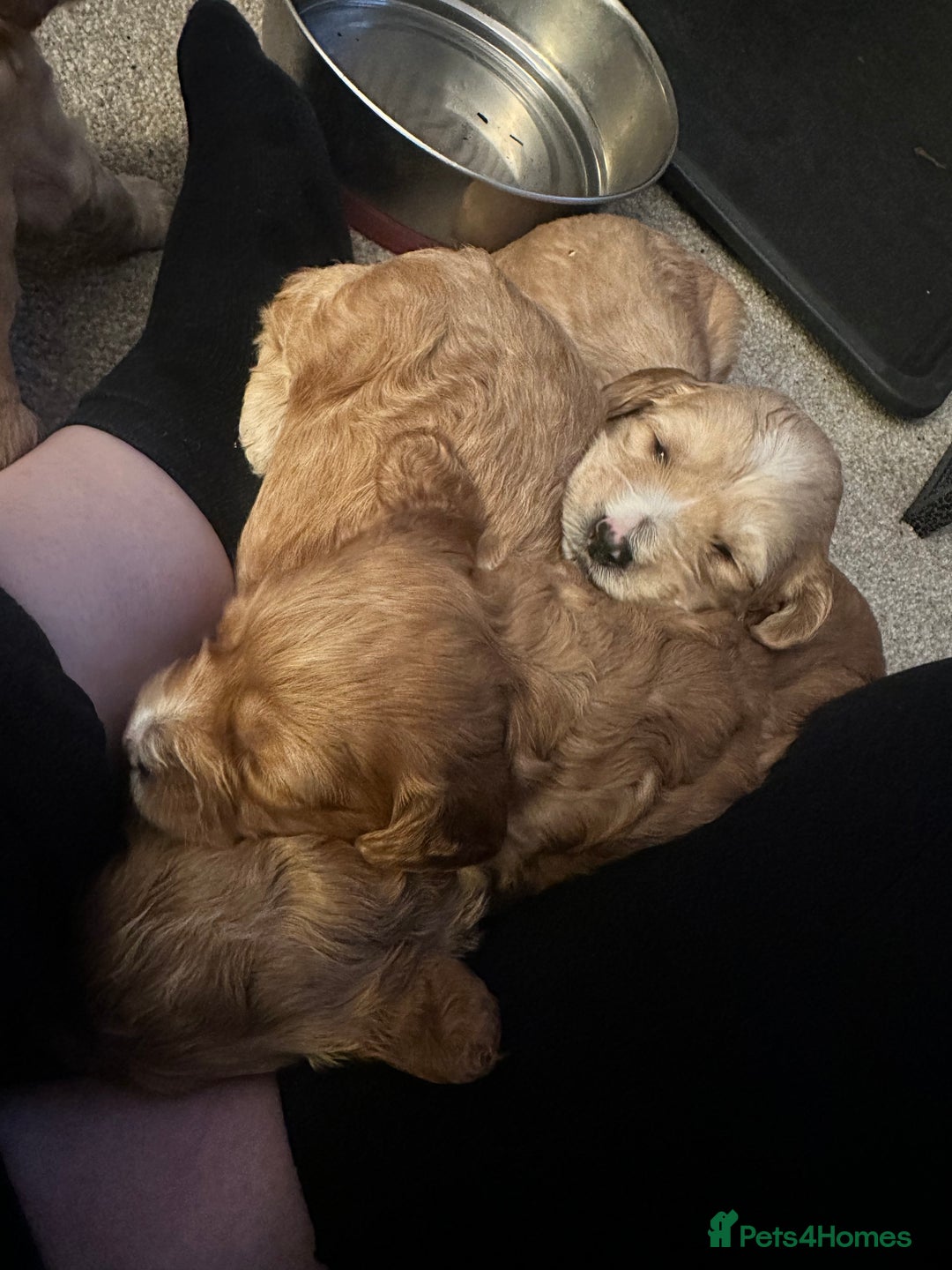 Cockapoo dogs for sale: Beautiful tiny cockapoos!  - Image 14