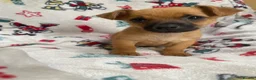 Mixed Breed dogs for sale: Jack Russell/ Yorkshire terrier puppy’s  in Pontypool - Advert 14