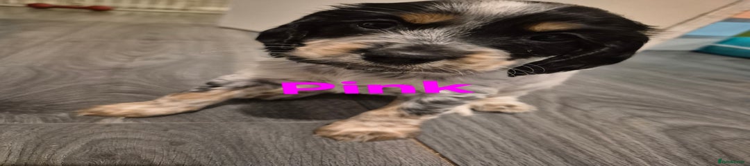Pink collar