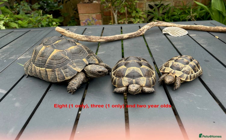 Tortoise reptiles in Bexleyheath - Advert 7