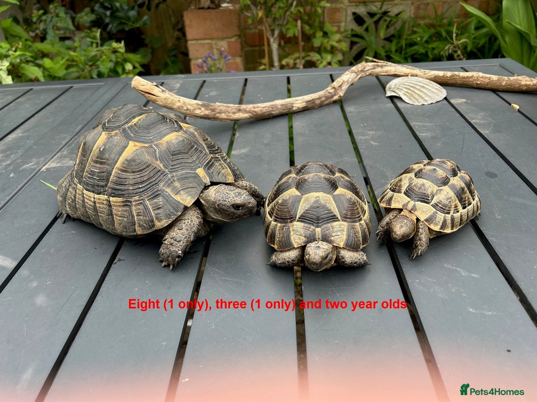 Tortoise reptiles for sale: Spur-Thighed (testudo graeca) tortoises  in Bexleyheath - Image 1
