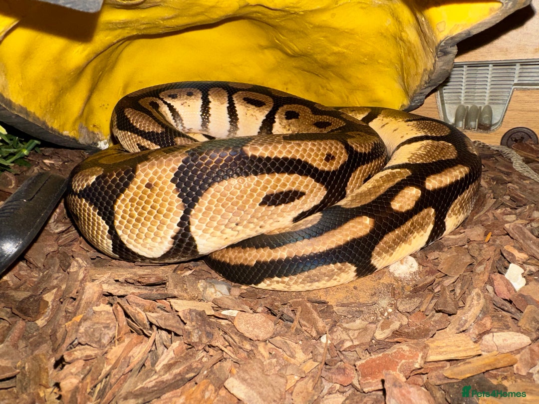 Python Snake reptiles for sale: Ball Python - Image 1
