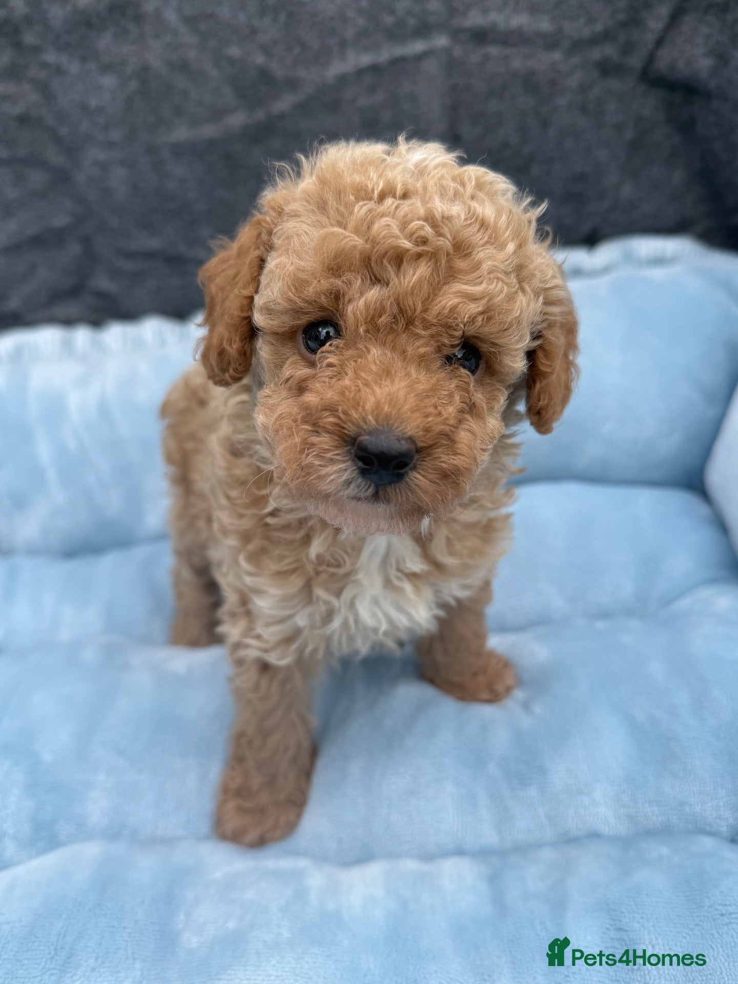 Toy Poodle dogs Adorable Toy Poodle Puppies  - Advert 5