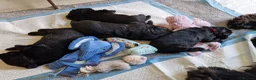 Newfoundland dogs for sale: KC Registered Black Newfoundland Puppies  in Moffat - Advert 16