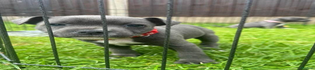 Staffordshire Bull Terrier Puppy 2
