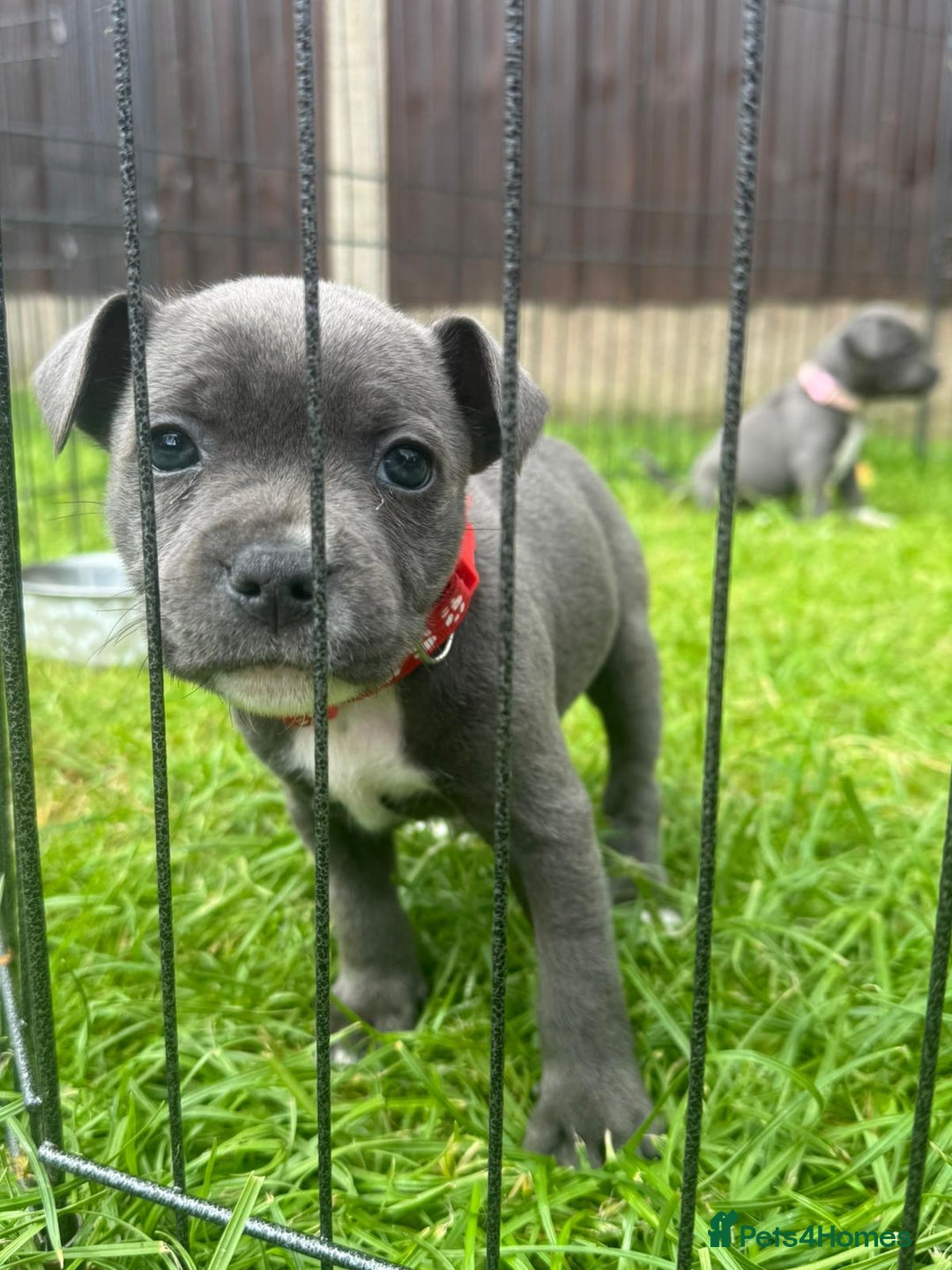 Staffordshire Bull Terrier dogs for sale: Reduced, remaining 2 KC Blue SBT - Image 12