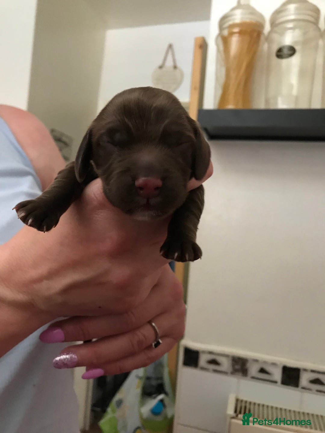 Cocker Spaniel dogs for stud: KC Registered Working Cocker Spaniel STUD - Advert 6