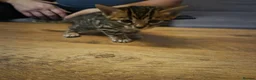 Bengal cats for sale: 4 Pure Bengal Kittens  - Advert 3