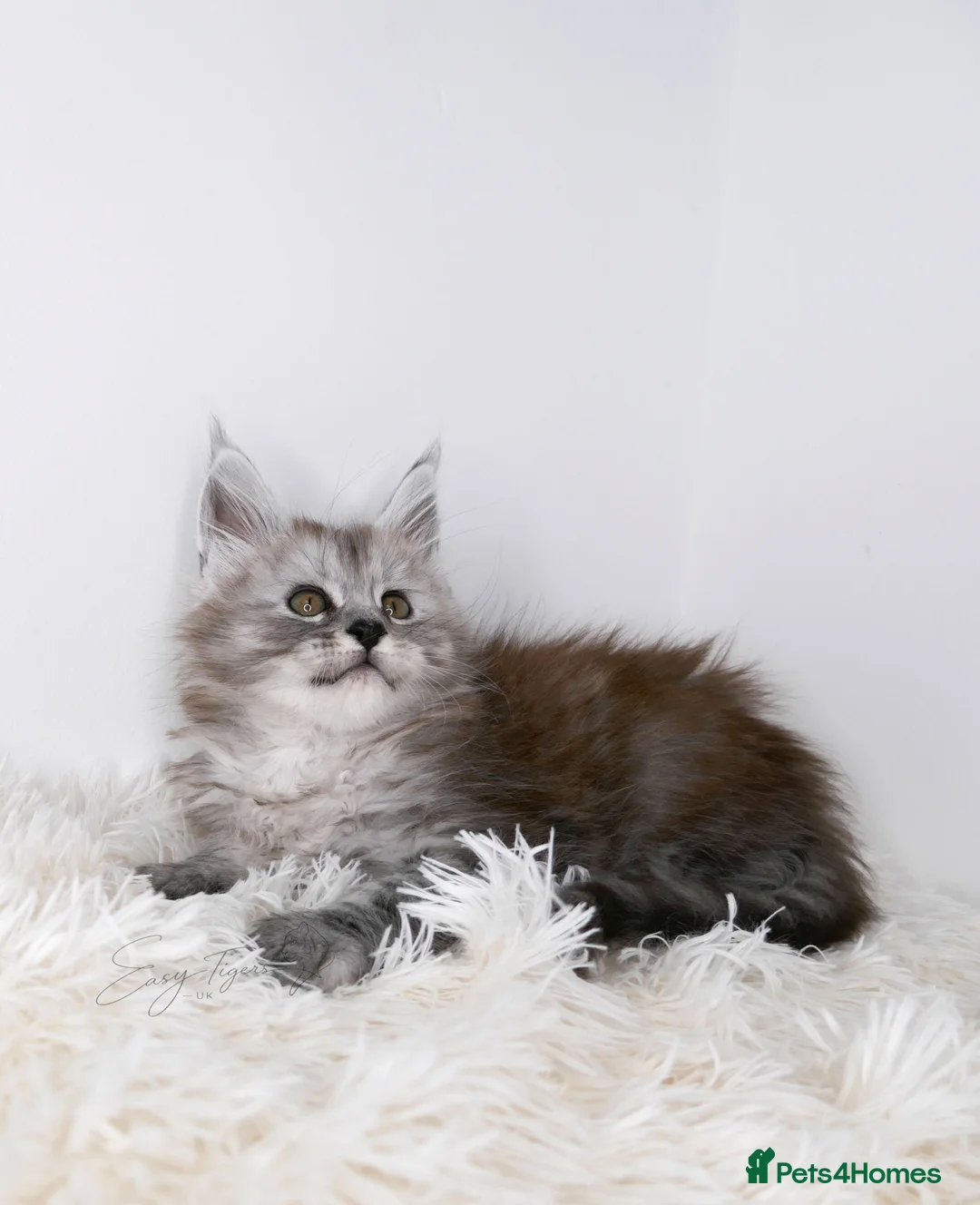 Maine Coon cats for sale: Beautiful Maine Coon kittens ( polydactyl)  - Advert 26