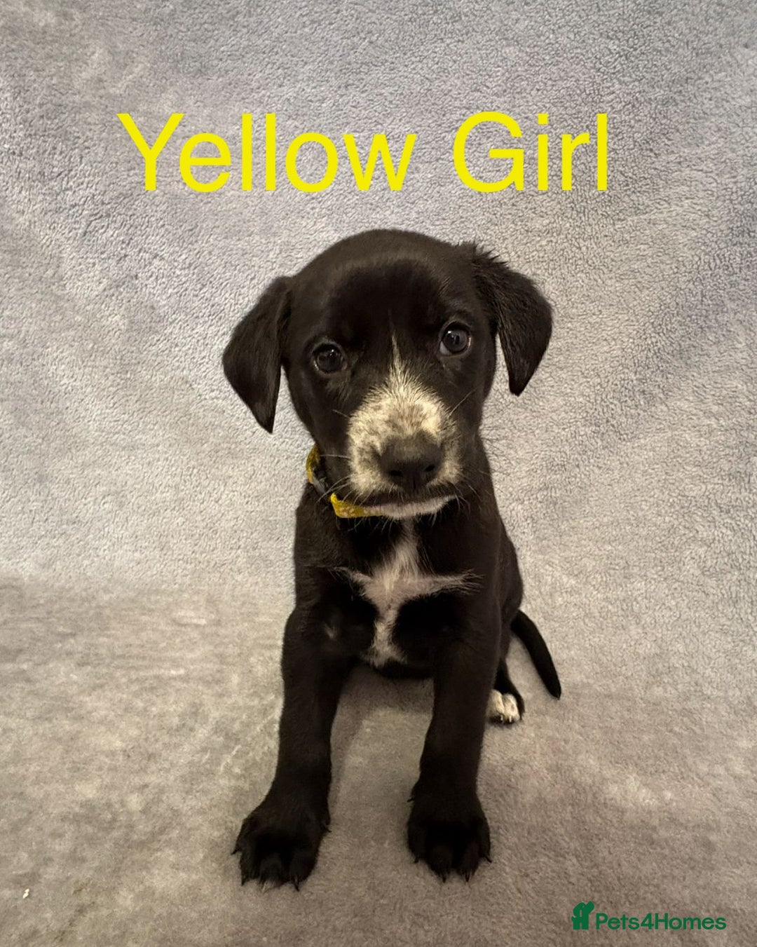 Mixed Breed dogs for sale:  German Shepherd × Dalmatian Puppies  - Advert 5