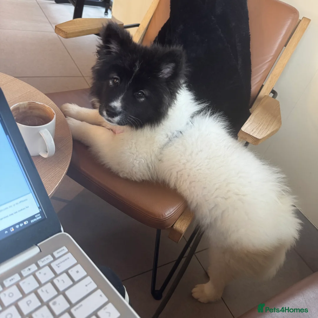 Akita dogs for sale: Quality Family Raised American Akita Puppies - Advert 20