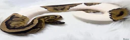 Python Snake reptiles for sale: 1 friendly Ball Royal Python sale - Advert 2