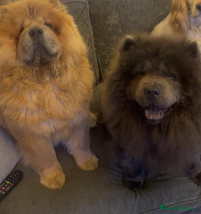 Chow Chow dogs for sale: Chow chow puppies - Advert 16