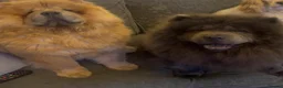 Chow Chow dogs for sale: Chow chow puppies in Worksop - Advert 1