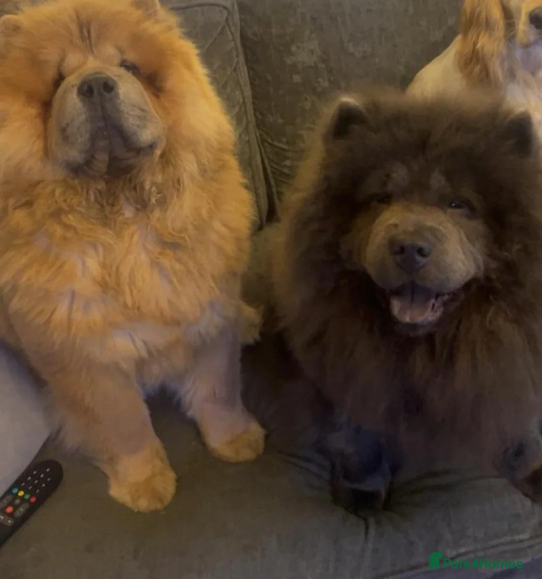 Chow Chow dogs for sale: Chow chow puppies in Worksop - Advert 1