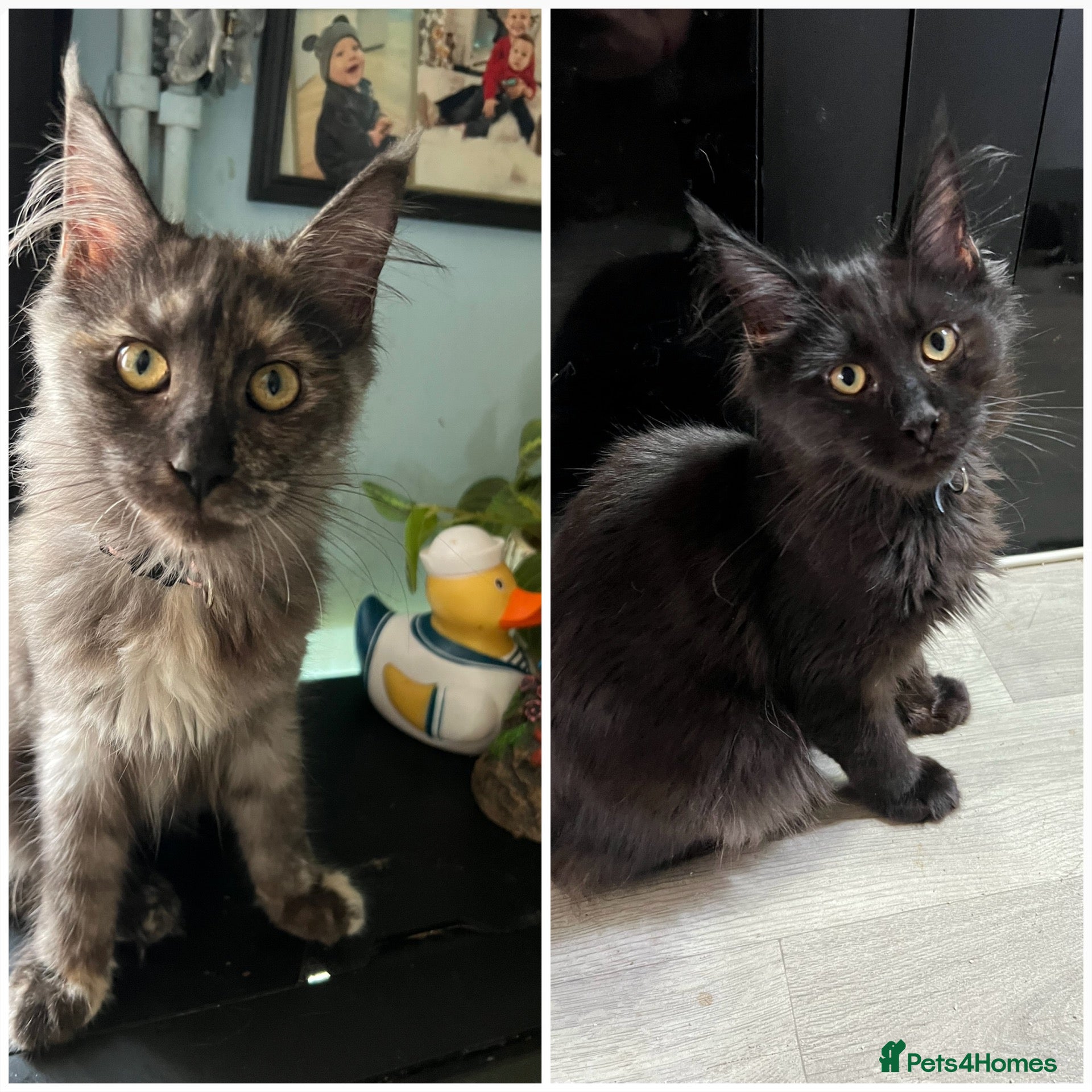 Maine Coon cats Beautiful 🐈‍⬛  - Advert 16