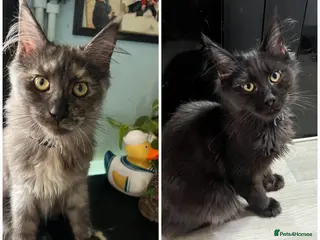 Maine Coon cats Beautiful 🐈⬛ - Advert 16