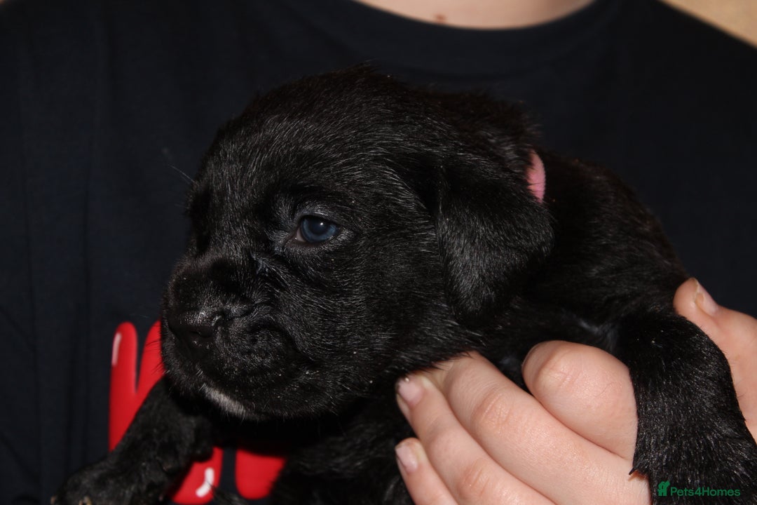 Cane Corso dogs for sale: Cane Corso Puppies from Exceptional Bloodlines, - Advert 9