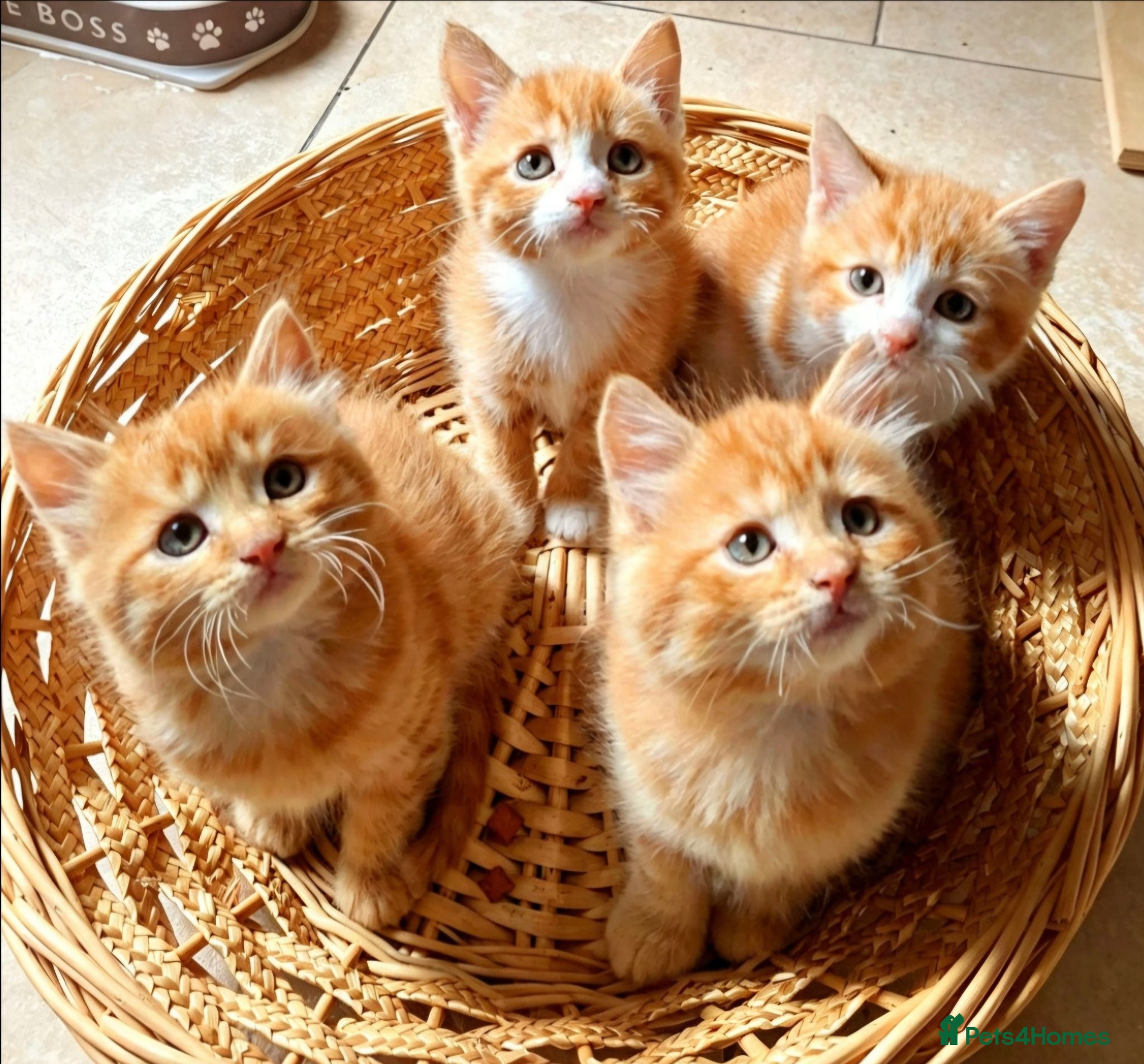 Mixed Breed cats Beautiful Litter: 4 Maine Coon X Ginger Toms - Advert 1