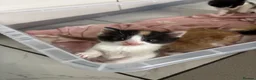 Mixed Breed cats for sale: 5 Adorable Kittens for sale  - Advert 4