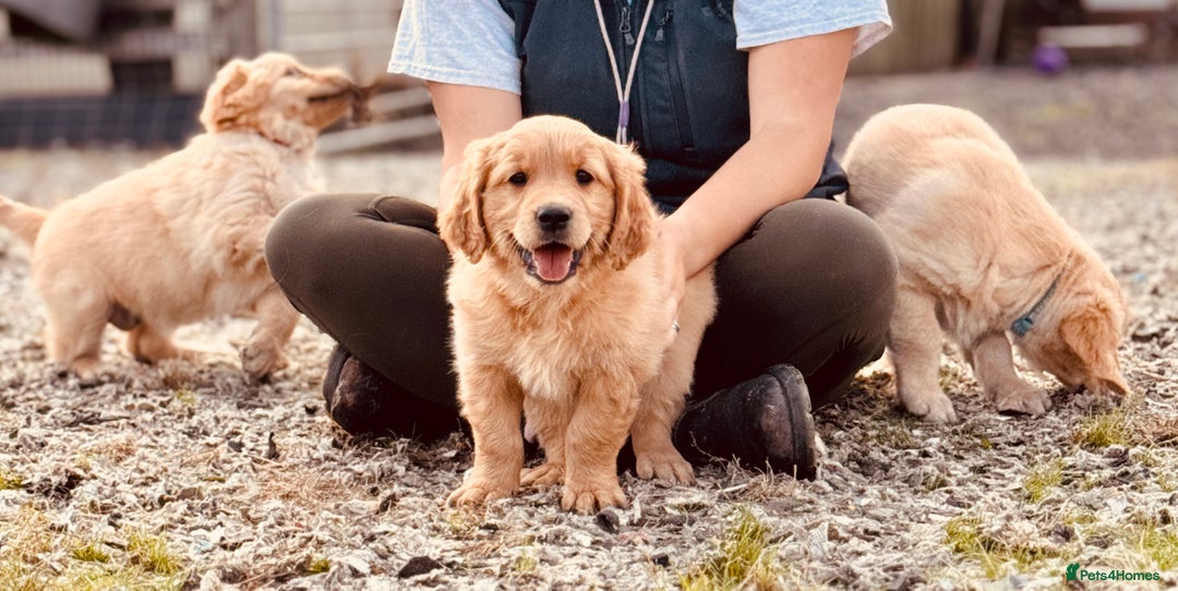 Golden Retriever dogs for sale: Golden retriever puppy’s  - Image 1
