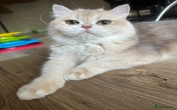 British Longhair cats for sale: GCCF reg BLH Chocolate Golden Blue/Green/Odd Eyes - Image 26