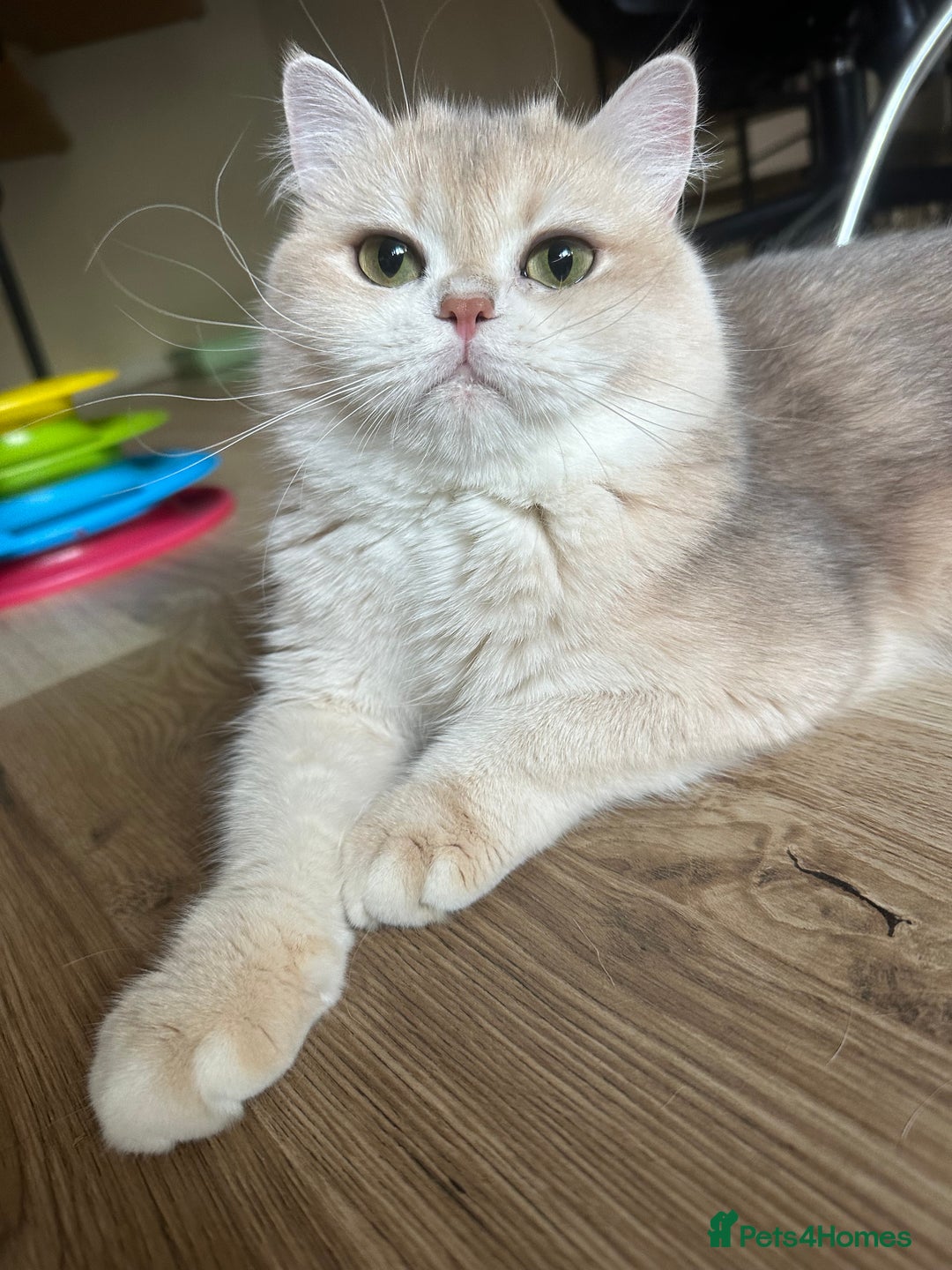 British Longhair cats for sale: GCCF reg BLH Chocolate Golden Blue/Green/Odd Eyes - Image 26