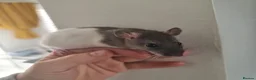 Rat rodents for sale: DOB 20th May - Baby rats  - Advert 7