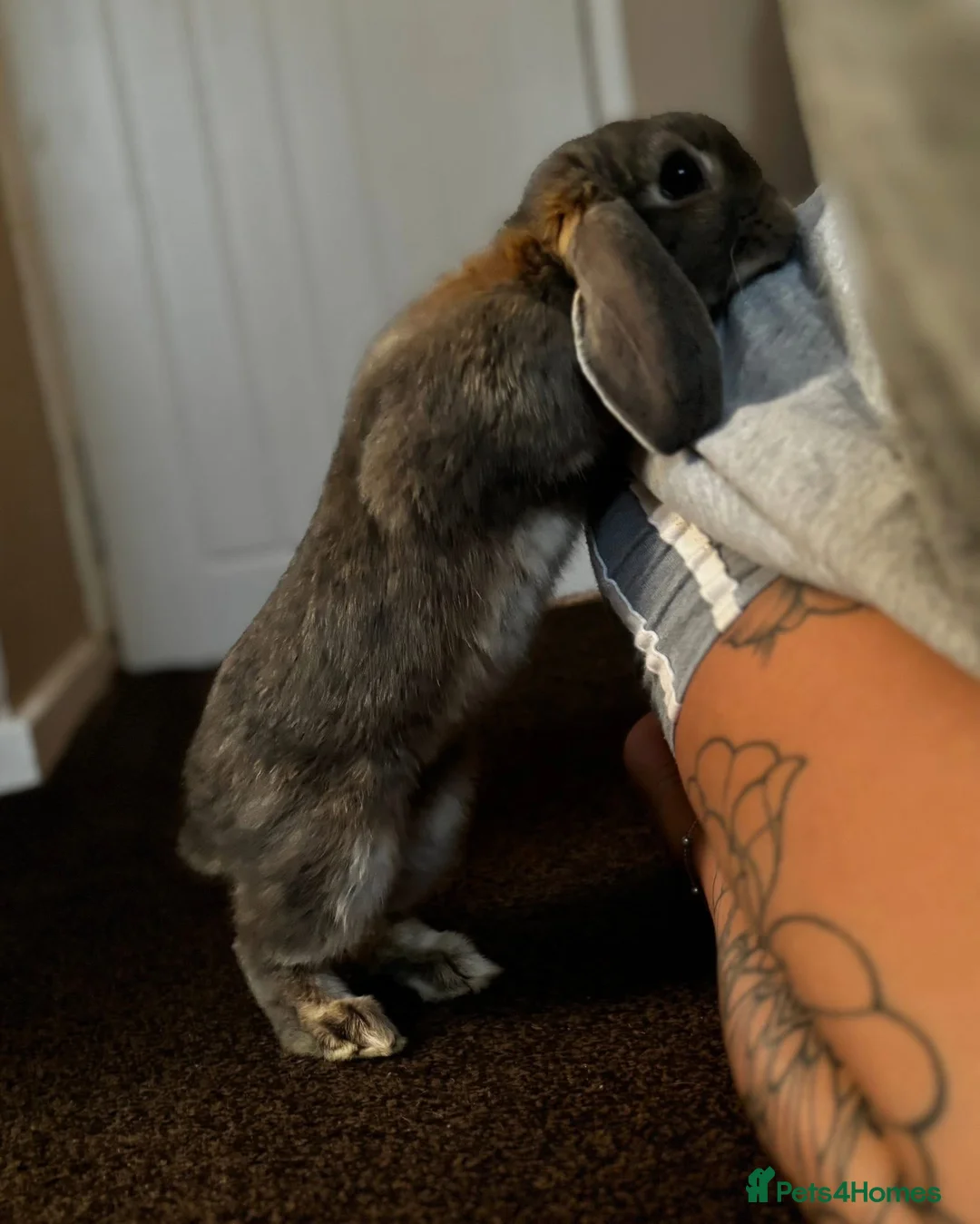 English Lop rabbits for sale: House rabbit  in Chesterfield - Advert 6