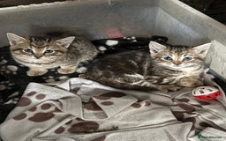 Mixed Breed cats for sale: 7 kittens looking for new home!  - Image 3