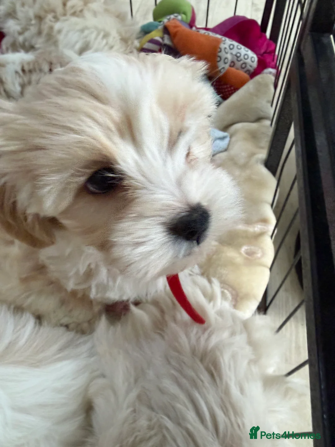 Maltipoo dogs for sale: Beautiful happy health tested Maltipoo fur babies  - Advert 30