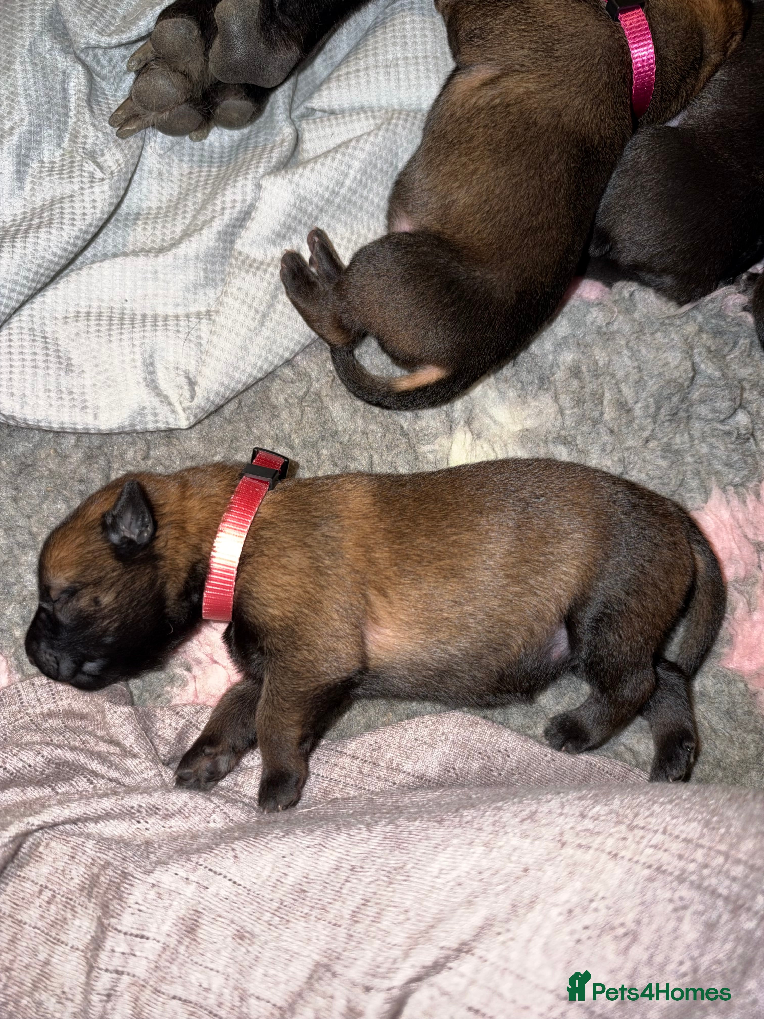 Belgian Shepherd Dog dogs Beautiful dark stable but able Malinois  - Advert 2
