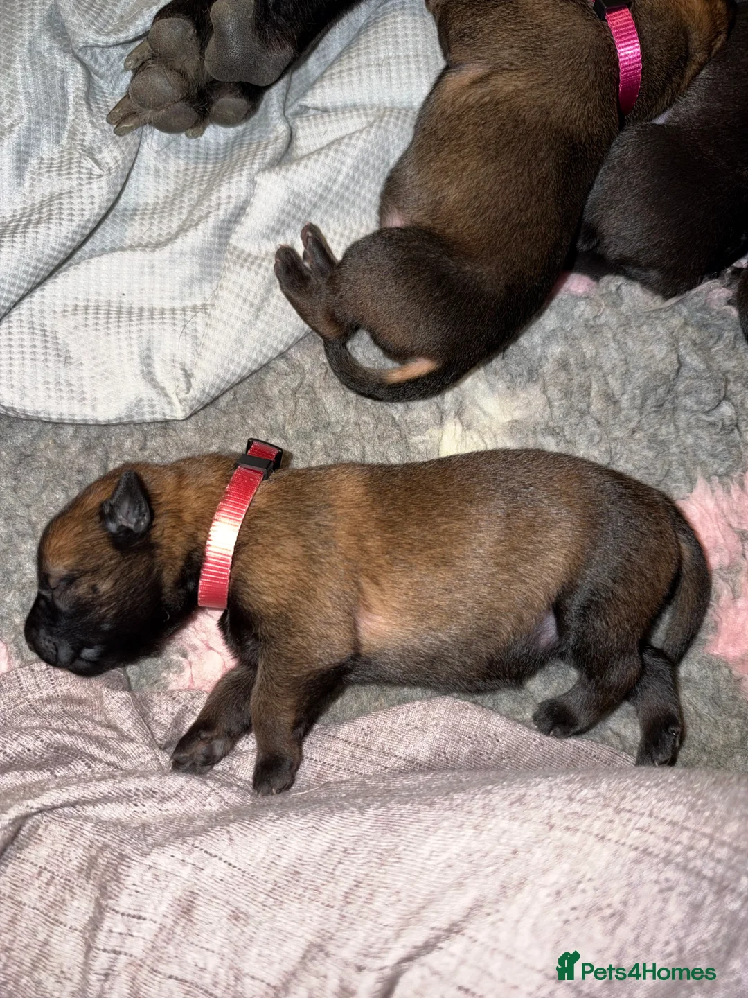 Belgian Shepherd Dog dogs for sale: Health tested dark stable but able Malinois  - Advert 2