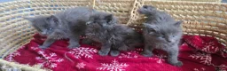 Maine Coon cats for sale: Maine Coon Kitten Reservation  - Advert 4