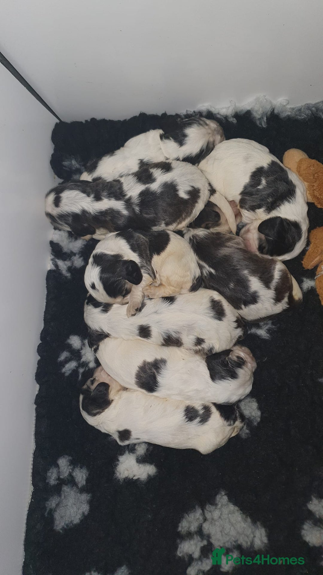 Cocker Spaniel dogs for stud: Kcd show Cocker standing at Stud  in Alston - Advert 9