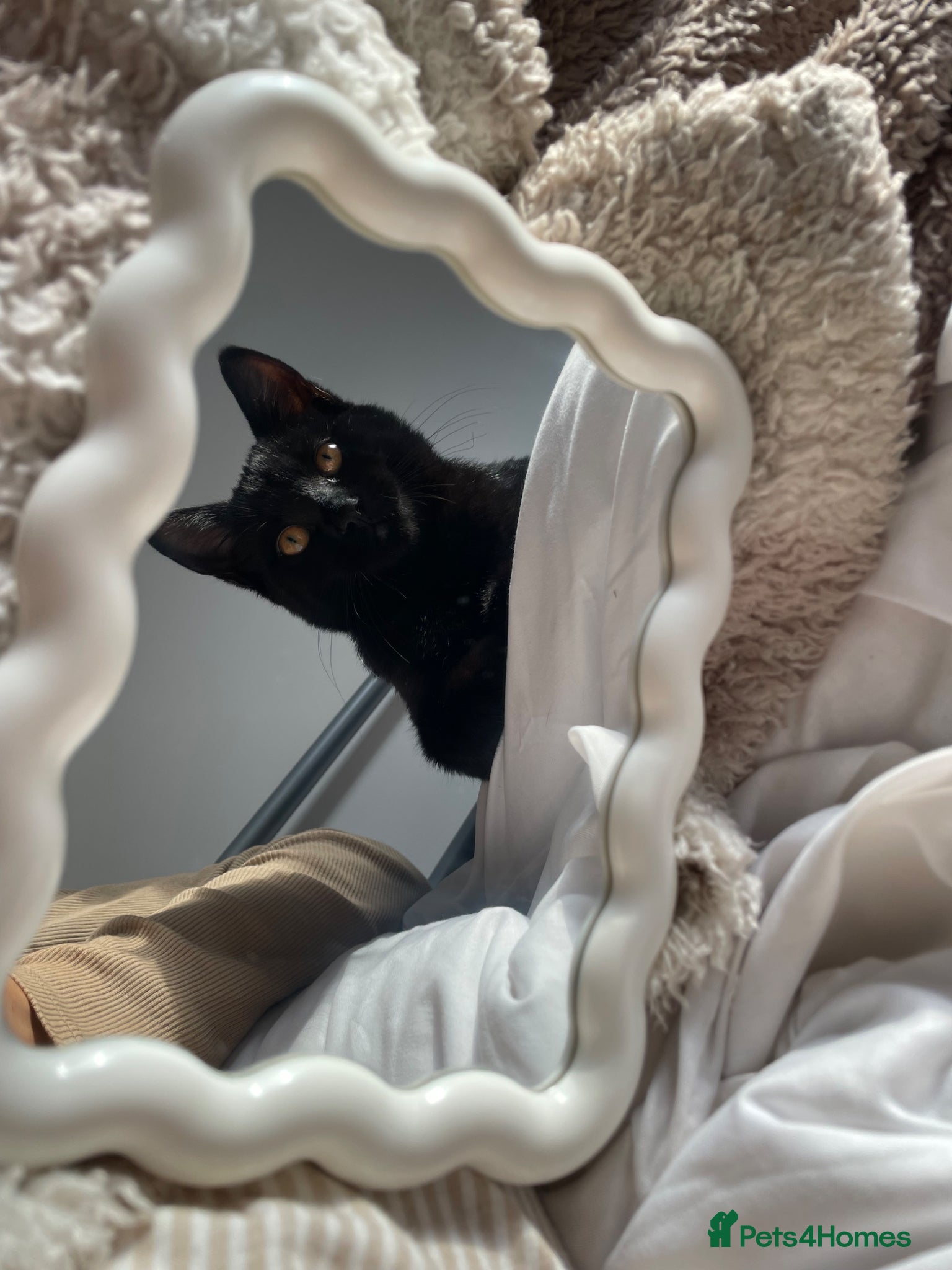 Mixed Breed cats 8 months old black kitten  - Advert 3