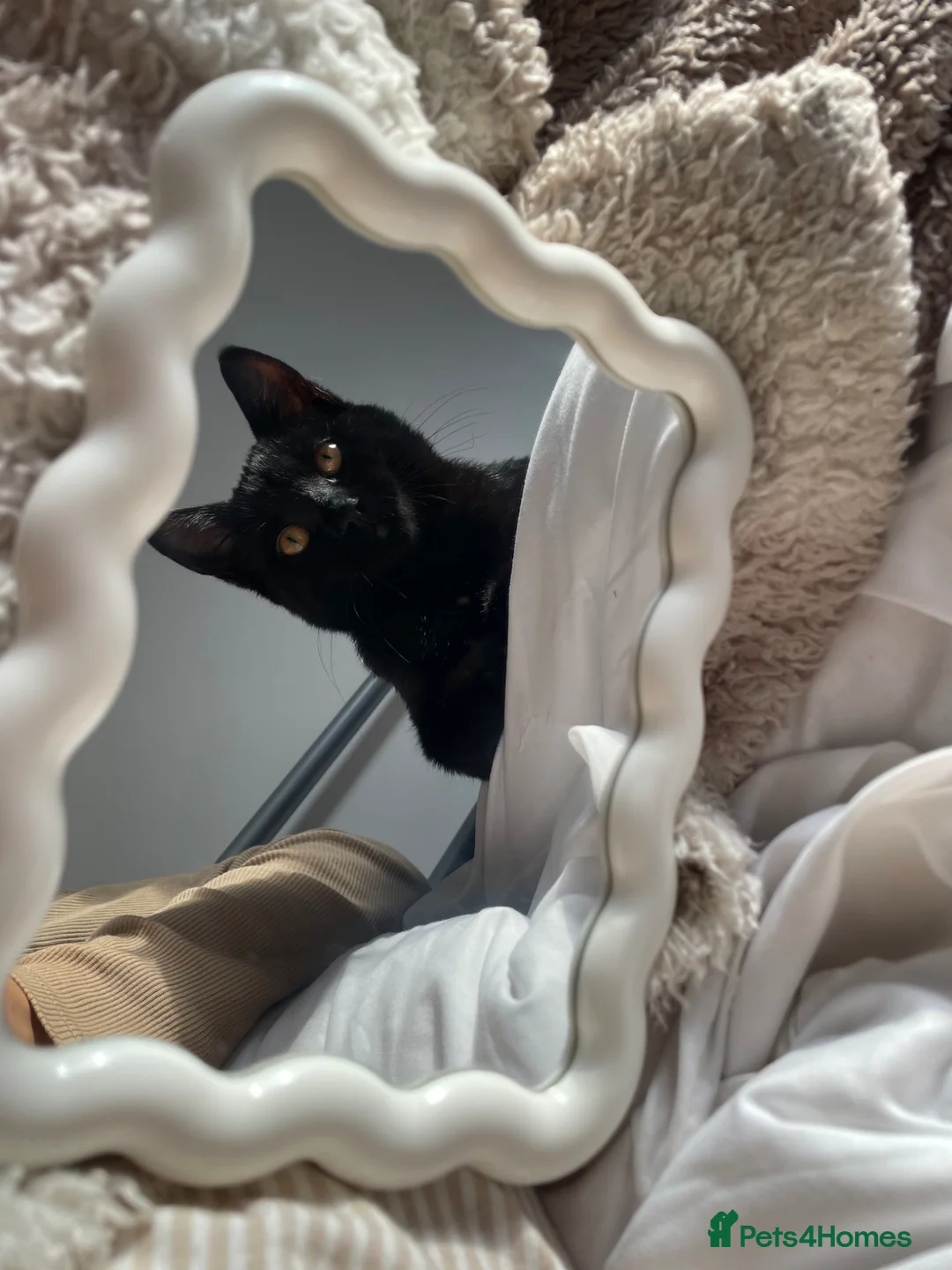 Mixed Breed cats for sale: 8 months old black kitten  in Blackwood - Advert 1