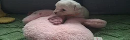 Bichon Frise dogs for sale: Dogs for sale  - Advert 12