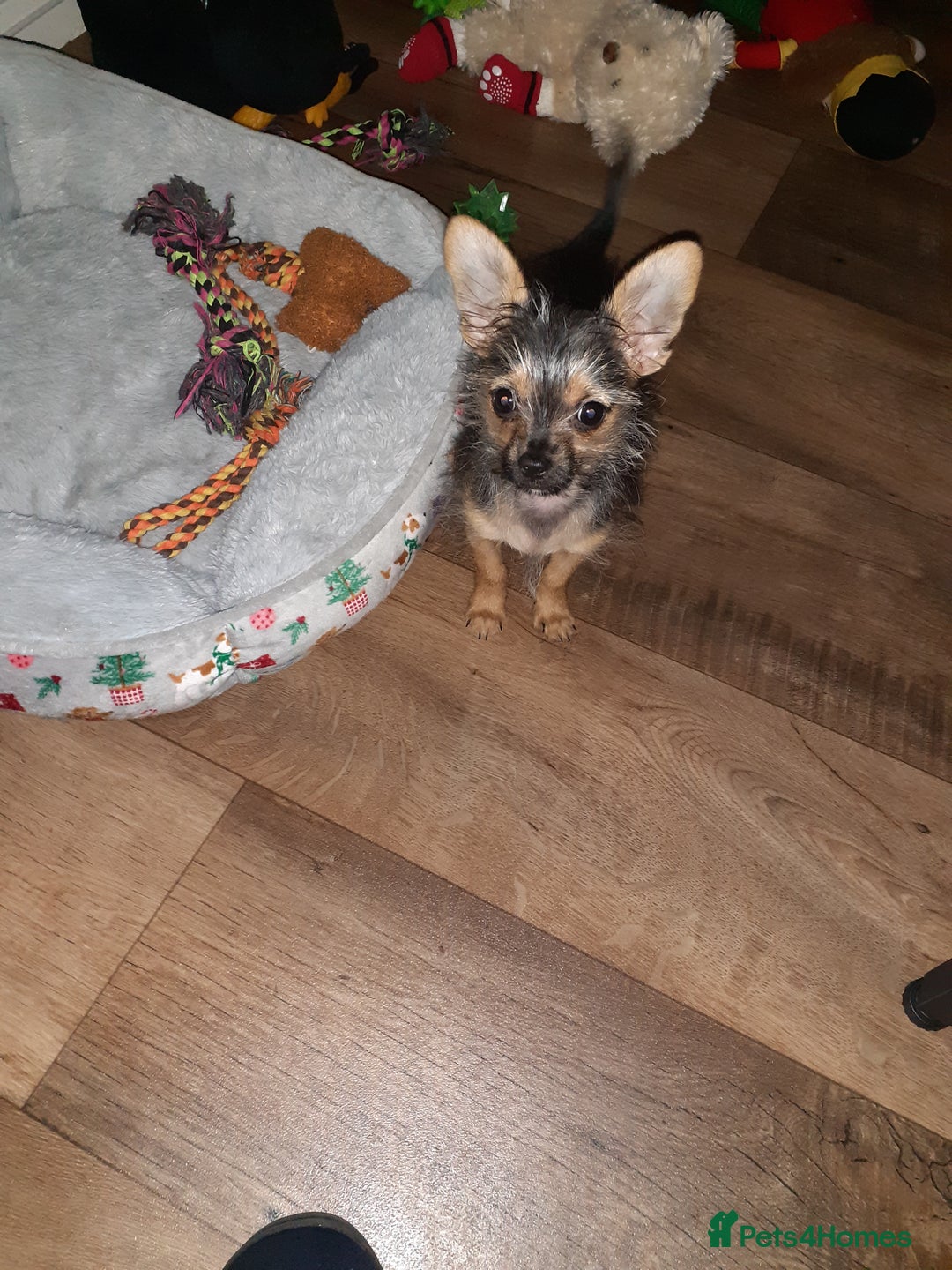 Chorkie dogs for sale: Chorkie - Advert 9