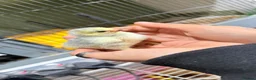 Chickens poultry for sale: Pekin bantam chicks - week old  - Advert 1
