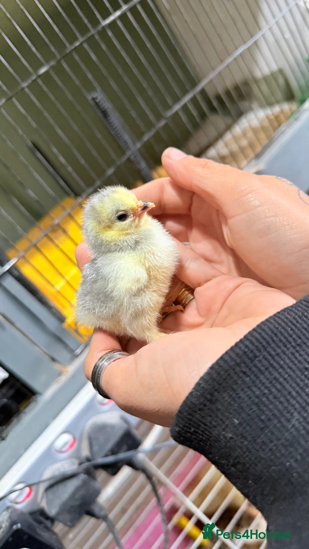 Chickens poultry for sale: Pekin bantam chicks - week old  - Advert 1