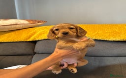 Cocker Spaniel dogs for sale: Working cocker spaniel puppies - Image 11