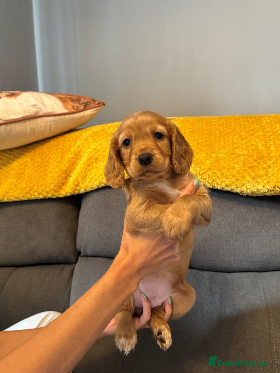Cocker Spaniel dogs for sale: Working cocker spaniel puppies - Image 11